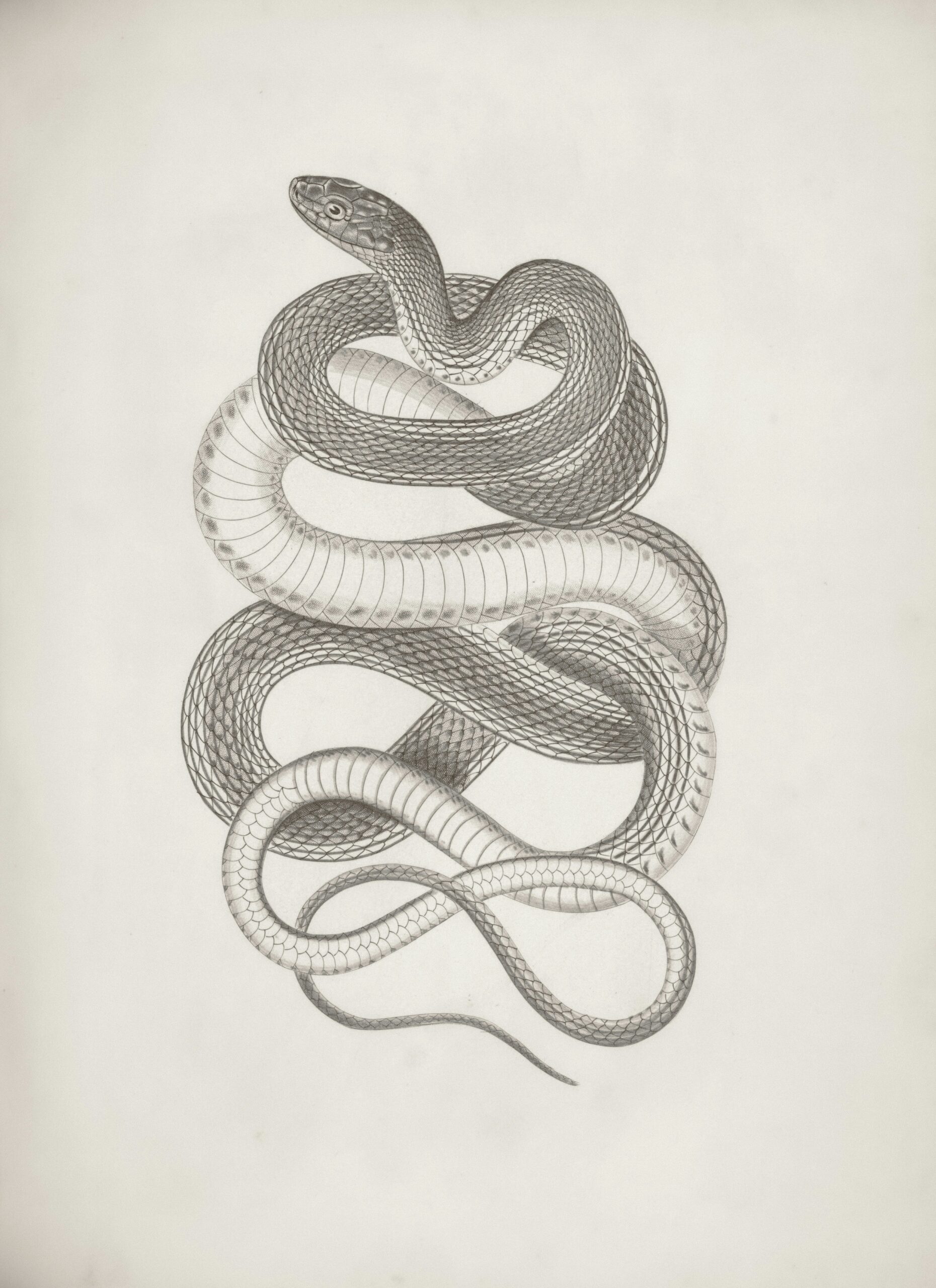 Vintage botanical illustration of a coiled snake — symbolizing signs and synchronicities from the universe.